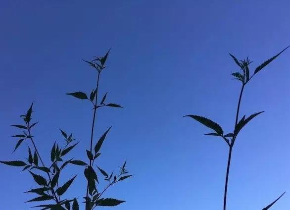 藍汛通信：是否又該需要股票回購計劃了呢?